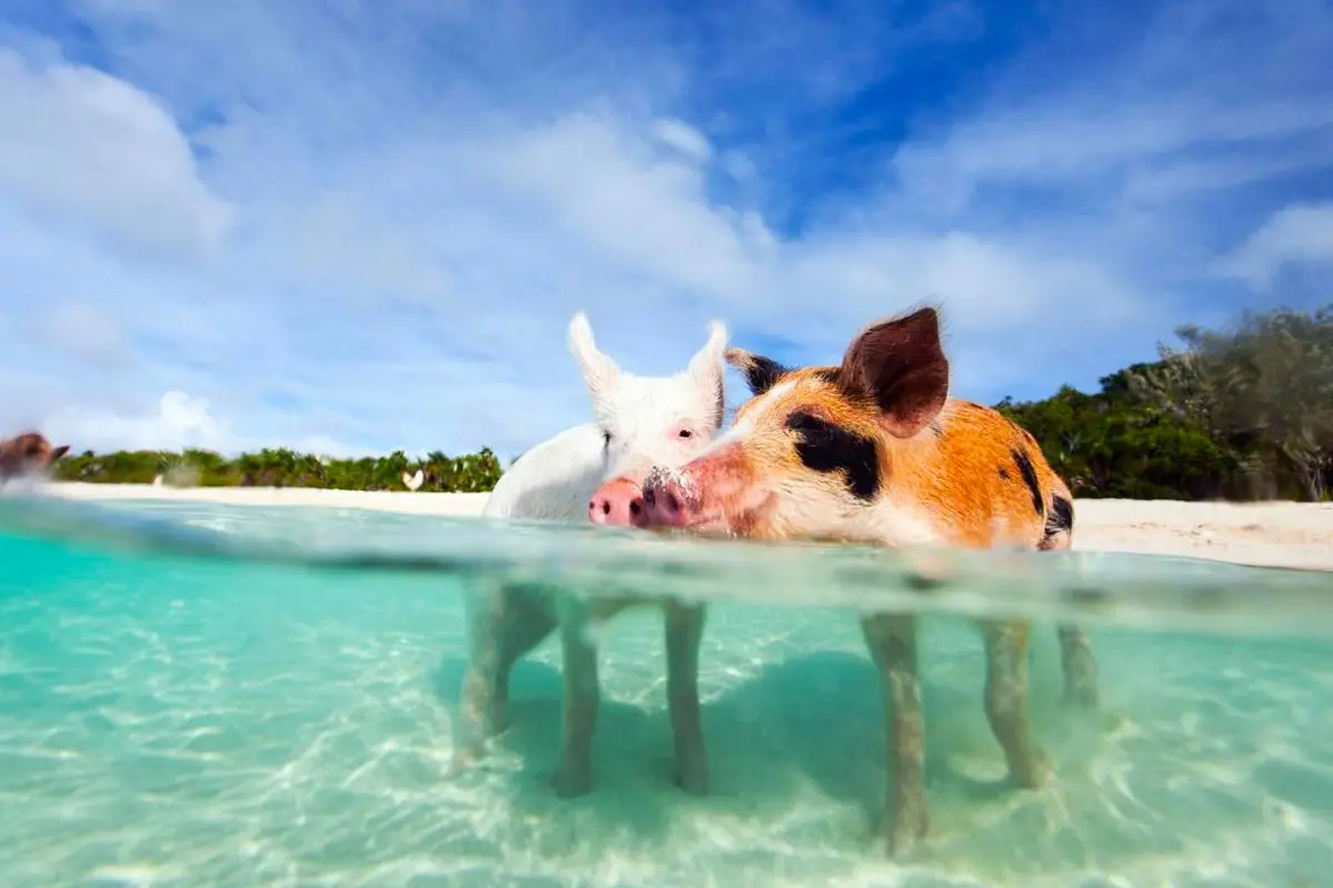 PIGS island